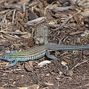 Six-lined Racerunner, South Padre Island, Texas